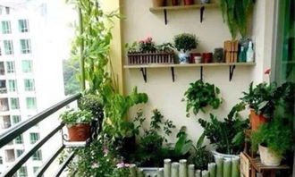 阳台上的绿色基石：选盆与土质