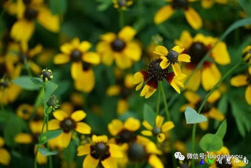 松果菊花语中，那代表智慧与长寿的寓意是如何传承至今的