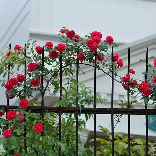 场景篇：速生植物，快来赏！