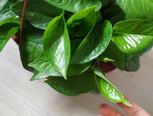 绿萝藤水养，烂根的烦恼怎么办？