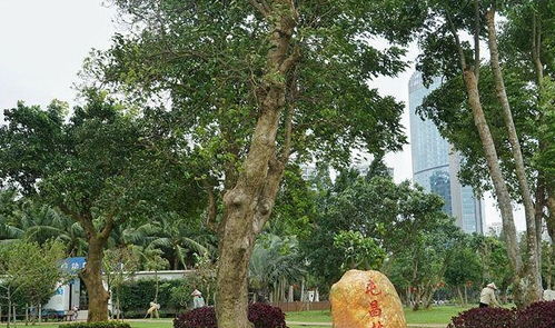 多枝柽柳：耐旱耐盐碱的绿墙