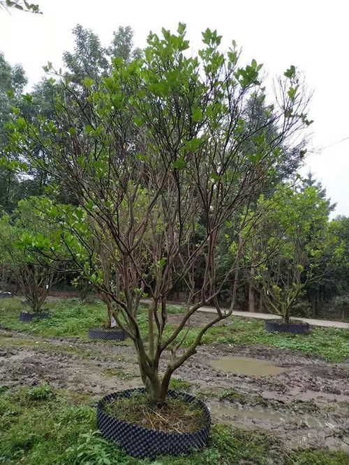 修剪技巧大公开