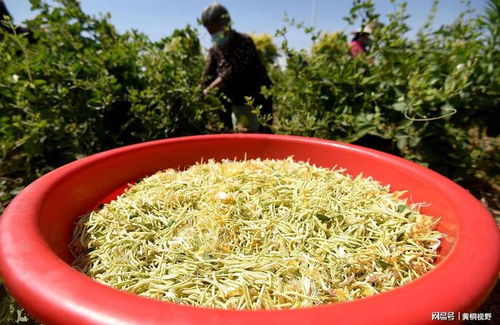 车前子种植的注意事项