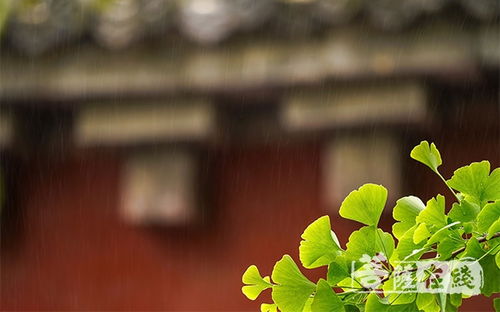 柳树寓意坚韧，它与坚韧有何不解之缘