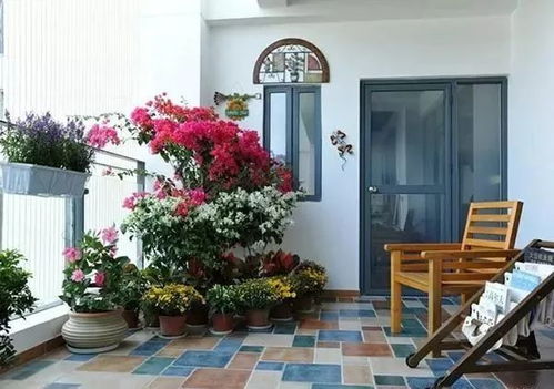 高原阳台，打造爆花效果的秘诀