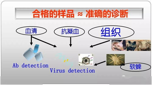 执业兽医助力猪场设计，提前规划