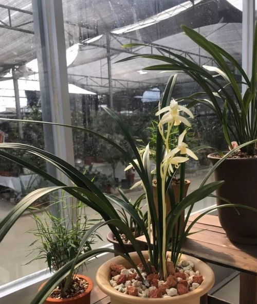 春兰什么时候换盆最合适？春季或秋季哪个季节更适合进行换盆
