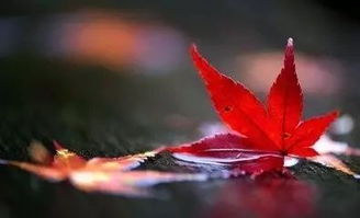 秋天 不止是落叶的舞台