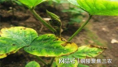 大豆叶子焦枯，是缺水还是病虫害