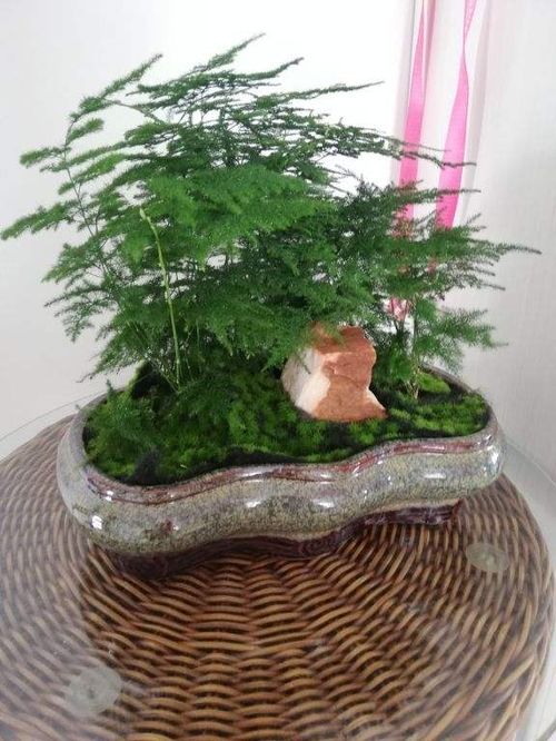 暴晒急救包， 让你成为植物急救小嫩手