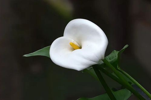 白马蹄莲，纯洁之花