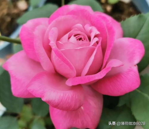 优秀切花玫瑰：粉白双色， 视觉冲击