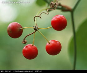 红苹果是藤本还是灌木？其植物形态有何特点