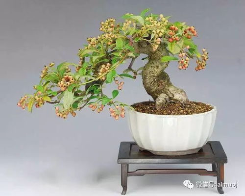 施肥的时机和量