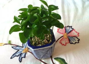 柚子盆栽种植方法大揭秘