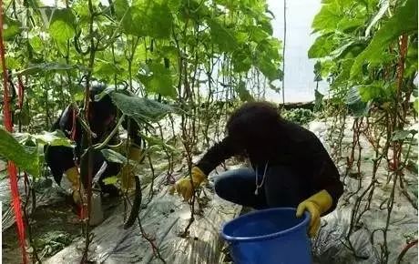 苹果树上使用阿维菌素的正确用量揭秘
