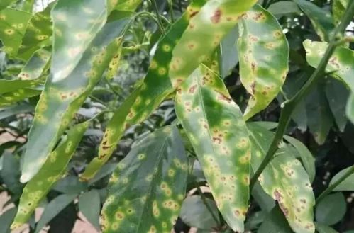 常见辣椒病害及防治