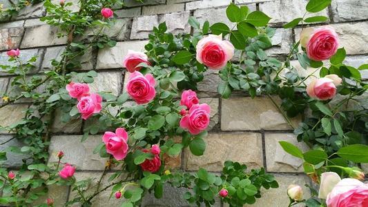 丰花月季：花量大，花多