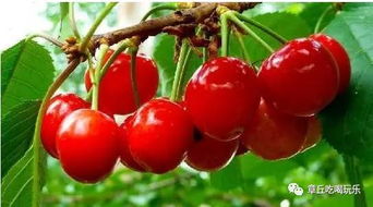 南北播种月份对比，你了解多少？