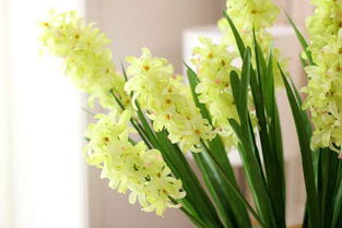 风信子花语揭秘：蓝色代表冷静