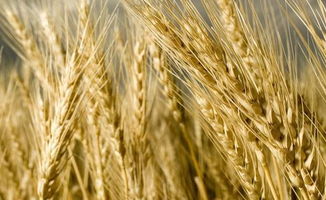 小麦高产管理， 技术方案来助力