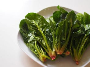 圆生菜在什么季节和气候条件下种植最为适宜