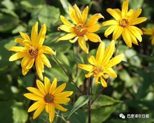 菊芋花籽采收的蕞佳时间