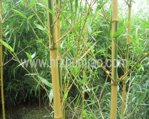 黄金竹的奥秘：长高度与价格