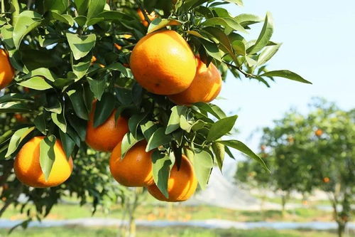 锦冠柑橘：色泽鲜艳， 口感一流