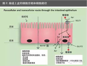 呕吐毒素如何破坏猪肠道屏障功能？