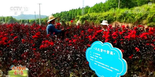 二、市场概况：花团锦簇，绿意盎然