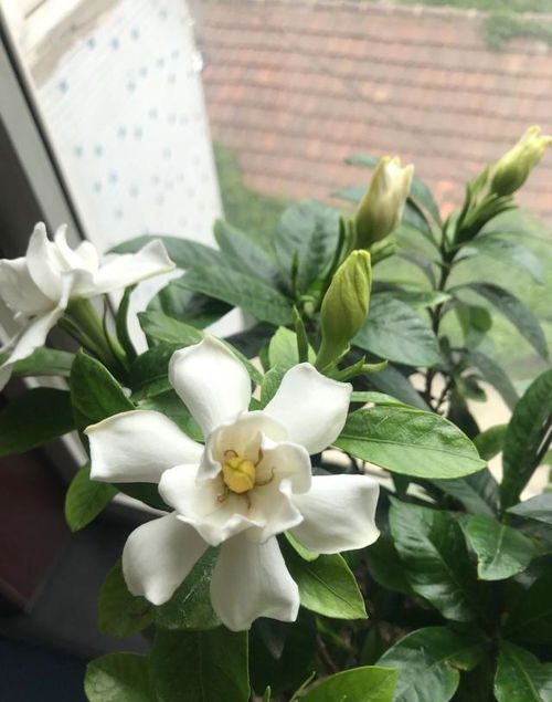 栀子花疯狂长叶，为何不开花