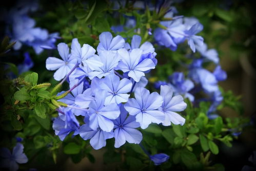 冬日里的花海， 11月绽放的植物大揭秘