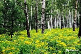 第一步：堪树干