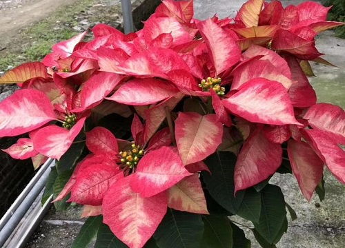 木槿属植物：红色花朵的守护者