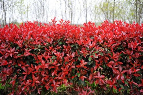 红叶石楠树种植密度揭秘