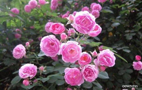 自制肥料秘籍， 月季花朵大又多又艳丽