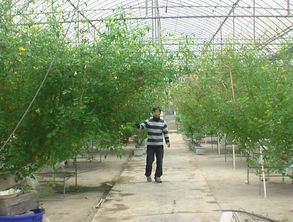 白杨树苗高效栽培法：畜牧领域种植技术革新