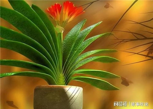 君子兰和月季分别用什么肥料施肥效果最好