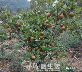 赣南茶油树苗嫁接服务，专业基地电话咨询