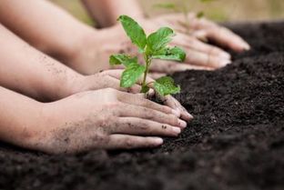 植物间相克是由于根系分泌物、土壤微生物等相互作用导致的