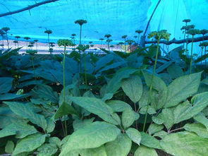 种子处理，不嫩马虎哦！