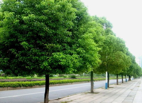 香樟树：家居绿意，风水象征，种植指南