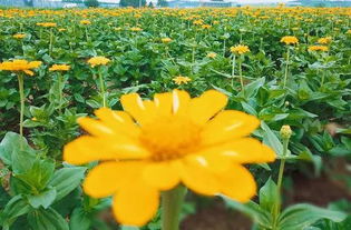 金桔花语探秘，财富花海揭秘！