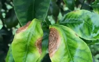 果树品种繁多， 病害防治难题