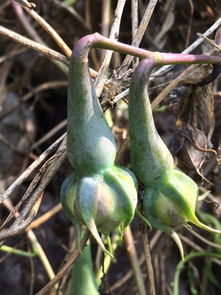 如何控制疯长？