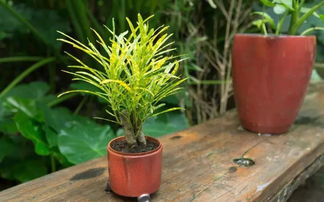 第三步：浇水施肥，小苗才嫩茁壮成长