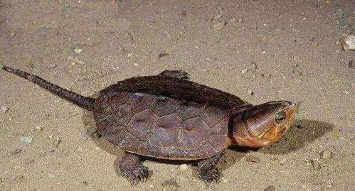 鹰嘴龟，一种头部似鹰嘴的龟类