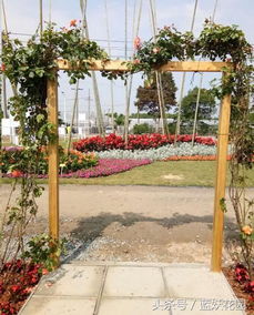 规划生长方向， 别让花儿乱跑