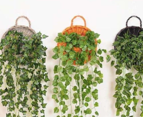 寻找天然安神助眠的植物与花茶